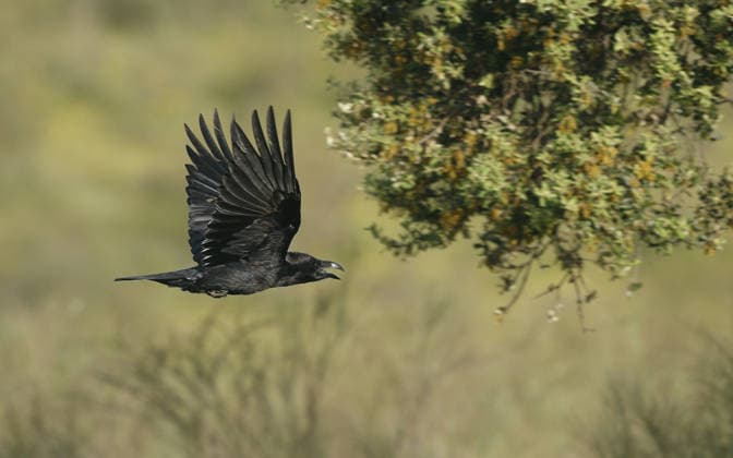 Spanischer Kolkrabe, Iberischer Kolkrabe (Corvus corax hispanus, Corvus hispanus), im Flug, Spanien, Extremadura Spanisch raven, Iberian raven (Corvus corax hispanus, Corvus hispanus), in flight, Spain, Extremadura BLWS744837