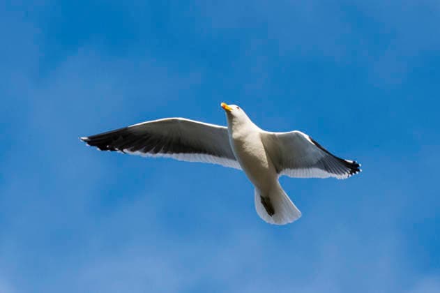 Dominikanermoewe, Dominikaner-Moewe, antipodus (Larus dominicanus antipodus, Larus antipodus), im Flug, Falkland-Inseln, Pebble Island Kelp gull, Southern black-backed gull, Dominican gull (Larus dominicanus antipodus, Larus antipodus), in flight, Falkland Islands, Pebble Island BLWS745269