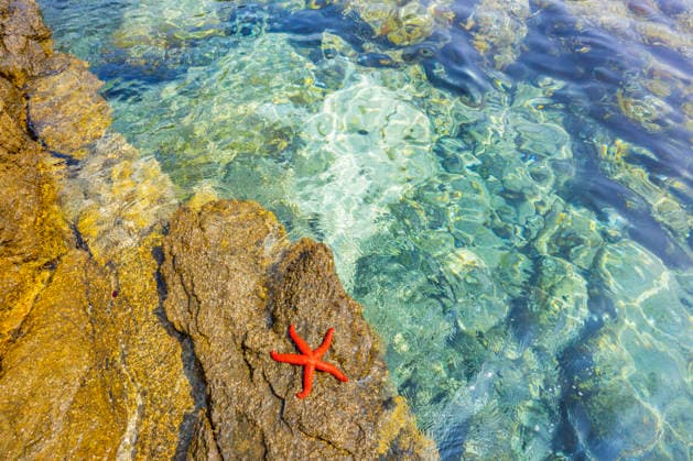 Purpurstern, Purpurseestern, Roter Seestern, Blutstern, Roter Mittelmeerseestern (Echinaster sepositus), roter Seestern liegt auf einem Felsen in der Bucht von Ustrine, Kroatien, Cres, Ustrine red Mediterranean sea star (Echinaster sepositus), lying on a rock by the sea, Croatia, Cres, Ustrine BLWS745353
