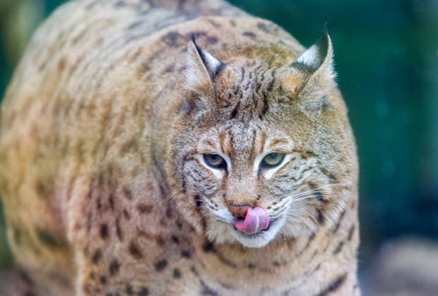 Lynx Stepan lives in an enclosure at the Kyiv Zoo, Kyiv, Ukraine, April 2, 2026. The feline became a social media star because of his appearance. Experts explain that the eight-year-old predator, rescued in 2024, spent most of his life in cages in restaurants, cafes, and private homes. This is likely the reason for his excess weight, which is difficult to reduce due to the animal’s health and age. His condition is now constantly monitored by zoo employees and veterinarians, who provide individual care. (Photo by Kyrylo Chubotin Ukrinform) Lynx Stepan at Kyiv Zoo Copyright: xKirillxChubotinx