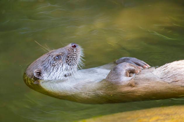 Europaeischer Fischotter, Eurasischer Fischotter, Fischotter (Lutra lutra), auf dem Ruecken schwimmend, Halbportraet, Deutschland, Bayern European river otter, European Otter, Eurasian Otter (Lutra lutra), swimming on its back, half-length portrait, Germany, Bavaria BLWS745613