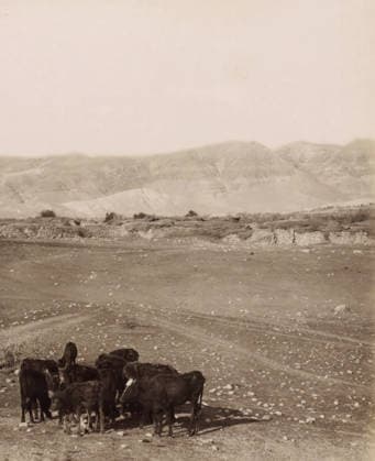 RECORD DATE NOT STATED View of Jericho from the plain, the Jordan Hotel on the left, children with a flock in the foreground, Vue gà nà rale de Jà richo, prise de la plaine.- General view of Jericho taken from the plain., photograph, Part of Travel Album with photos of Jerusalem and other biblical places., negative number: 906 , photographer: Maison Bonfils, Jericho, c. 1867 - c. 1895, Palestine, West Bank, pasteboard, paper, albumen print, height 220 mm x width 282 mm, herding, herdsman, herdswoman, shepherd, shepherdess, cowherd, plain, hotel, hostelry, inn, A sepia-toned landscape showing a dry, rocky plain in the foreground with a small herd of dark-colored cattle clustered near the bottom edge, a low stone wall and patches of low vegetation running horizont Copyright Penta Springs LCK260531_18263