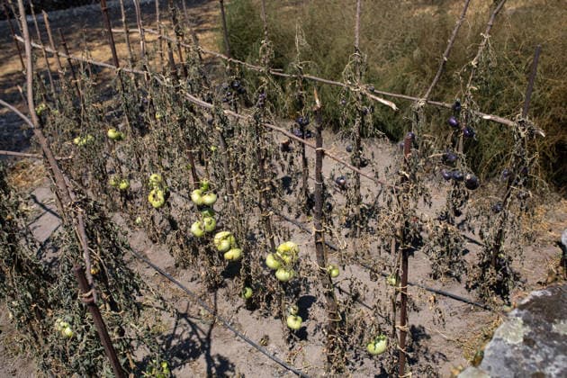 Residents of 12 of the 14 towns evacuated due to the Fermoselle fire have been relocated, and restrictions have been lifted in two municipalities. Orchard destroyed by a wildfire, as of July 31, 2026, in Fornillos de Fermoselle, Zamora, Castile and León, Spain. Castile and León Civil Protection reported this Friday that residents evacuated due to the Fermoselle fire in Zamora—from the towns of Pasariegos, Villar del Buey, Dehesa de Pedraza, Cibanal, Formariz, Muga de Sayago, Tudera, Arganín, Badilla, Cozcurrita, Zafara, Palazuelo de Sayago, and Fornillos de Fermoselle, while lockdown measures have been lifted in the municipalities of Fermoselle and Fariza, and the towns of Mámoles and Pinilla de Fermoselle remain evacuated. Thus, only the Copyright: xPalomaxV.xEscarpax 7697501