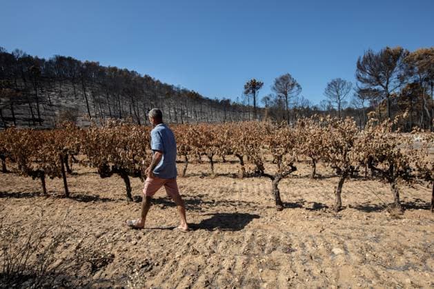 DAMAGE CAUSED TO VINEYARDS BY FIRES PHOTO PQR NICE MATIN CAMILLE DODET Correns Correns Correns Correns August 8, 2026 Photo PQR Camille Dodet Var Matin August 8, 2026 Correns, Var. After the fire that struck Correns, winegrowers are assessing the losses caused by the fire on the affected plots. In pictures. Photo: PQR Camille Dodet, Var Matin, August 8, 2026. Correns, Var. After the fire that struck Correns, winegrowersare assessing the losses caused by the fire’s passage through the damaged plots. In pictures: Fabien Mistre, president of the Correns Winegrowers’ Cooperative, walks through the rows of burned vines. Photo: PQR Camille Dodet, Var Matin, August 8, 2026. Correns Var After the fire that struck Correns, winemakers are assessing Copyright: xPHOTOPQR NICExMATIN MAXPPPxCAMILLExDODETx 20260808NIM4867 20260808NIM4867