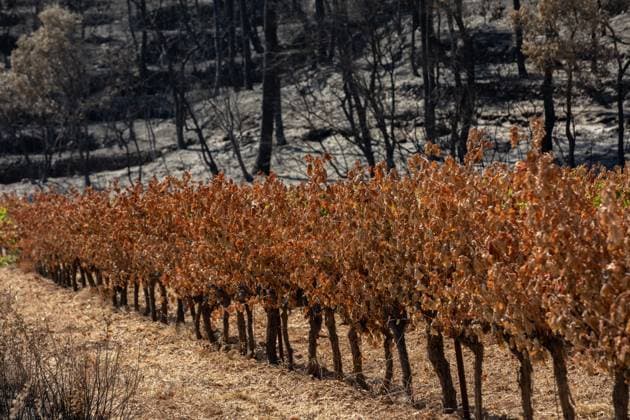 DAMAGE CAUSED TO VINEYARDS BY FIRES PHOTO PQR NICE MATIN CAMILLE DODET Correns Correns Correns Correns August 8, 2026 Photo PQR Camille Dodet Var Matin August 8, 2026 Correns, Var. After the fire that struck Correns, winegrowers are assessing the losses caused by the fire on the affected plots. In pictures. Photo: PQR Camille Dodet, Var Matin, August 8, 2026. Correns, Var. After the fire that struck Correns, winegrowersare assessing the losses caused by the fire’s passage through the damaged plots. In pictures: Fabien Mistre, president of the Correns Winegrowers’ Cooperative, walks through the rows of burned vines. Photo: PQR Camille Dodet, Var Matin, August 8, 2026. Correns Var After the fire that struck Correns, winemakers are assessing Copyright: xPHOTOPQR NICExMATIN MAXPPPxCAMILLExDODETx 20260808NIM4868 20260808NIM4868