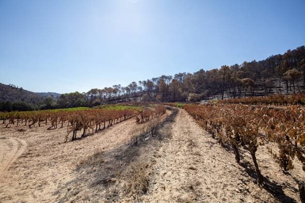 DAMAGE CAUSED TO VINEYARDS BY FIRES PHOTO PQR NICE MATIN CAMILLE DODET Correns Correns Correns Correns August 8, 2026 Photo PQR Camille Dodet Var Matin August 8, 2026 Correns, Var. After the fire that struck Correns, winegrowers are assessing the losses caused by the fire on the affected plots. In pictures. Photo: PQR Camille Dodet, Var Matin, August 8, 2026. Correns, Var. After the fire that struck Correns, winegrowersare assessing the losses caused by the fire’s passage through the damaged plots. In pictures: Fabien Mistre, president of the Correns Winegrowers’ Cooperative, walks through the rows of burned vines. Photo: PQR Camille Dodet, Var Matin, August 8, 2026. Correns Var After the fire that struck Correns, winemakers are assessing Copyright: xPHOTOPQR NICExMATIN MAXPPPxCAMILLExDODETx 20260808NIM4869 20260808NIM4869