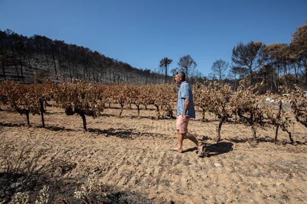 DAMAGE CAUSED TO VINEYARDS BY FIRES PHOTO PQR NICE MATIN CAMILLE DODET Correns Correns Correns Correns August 8, 2026 Photo PQR Camille Dodet Var Matin August 8, 2026 Correns, Var. After the fire that struck Correns, winegrowers are assessing the losses caused by the fire on the affected plots. In pictures. Photo: PQR Camille Dodet, Var Matin, August 8, 2026. Correns, Var. After the fire that struck Correns, winegrowersare assessing the losses caused by the fire’s passage through the damaged plots. In pictures: Fabien Mistre, president of the Correns Winegrowers’ Cooperative, walks through the rows of burned vines. Photo: PQR Camille Dodet, Var Matin, August 8, 2026. Correns Var After the fire that struck Correns, winemakers are assessing Copyright: xPHOTOPQR NICExMATIN MAXPPPxCAMILLExDODETx 20260808NIM4882 20260808NIM4882