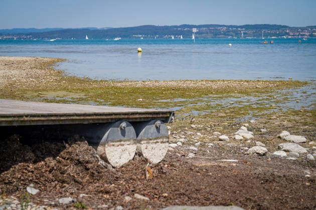 Bodensee, Schweiz: Niedrigwasser mit großflächig trockengefallenem Ufer, Kiesflächen, Algen und kaum noch schwimmendem Bootssteg. Niedrigwasser, niedriger Pegelstand, Seepegel, Trockenheit, Dürre, Wassermangel, Wasserknappheit, Niederschlagsdefizit, Hitze, Hitzewelle, Klimawandel, Klimaerwärmung, Wassertemperatur, Gewässer, Uferzone, Bodenseepegel, Schifffahrt, Segelboote, Tourismus, Symbolbild. Copyright: xJOERANxSTEINSIEKx
