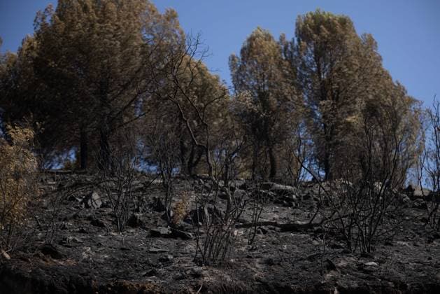 The Niebla Fire Leaves a Devastating Landscape in Berrocal, Huelva The Niebla Fire Leaves a Devastating Landscape in Berrocal, Huelva August 15, 2026, in Berrocal, Huelva, Andalusia, Spain The fire in Niebla, Huelva—which has burned more than 38,000 hectares after raging for over a week— has hit the municipality of Berrocal hard, where the flames have ravaged more than 90% of its municipal territory, leaving a desolate landscape of charcoal and ashes. August 15, 2026, Berrocal, Huelva, Andalusia, Sp Berrocal, Huelva, Andalusia, Sp Spain Copyright: xClaraxCarrascox 7715620