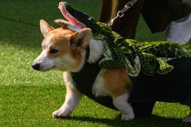 Corgi Race in Vilnius VILNIUS, LITHUANIA - AUGUST 15: Corgis and their owners gather at Vingis Park in Vilnius, Lithuania, on August 15, 2026, during the fifth annual Corgi Race Vilnius. Around 130 corgis from eight countries across Europe and the United States took part in the fifth annual Corgi Race Vilnius on Saturday, drawing thousands of spectators to Vingis Park as the Lithuanian capital again billed itself the European Corgi Capital . The event, which began during the pandemic as a friendly bet between two owners, now features sprint heats, a costume parade, a loudest-bark contest and new agility and run-return races. U.S. owners took first and second place in the main race, highlighting the growing international appeal of the fes Copyright: x2026xAnadoluxYauhenxYerchakx