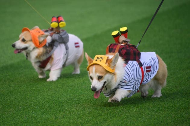 Corgi Race in Vilnius VILNIUS, LITHUANIA - AUGUST 15: Corgis and their owners gather at Vingis Park in Vilnius, Lithuania, on August 15, 2026, during the fifth annual Corgi Race Vilnius. Around 130 corgis from eight countries across Europe and the United States took part in the fifth annual Corgi Race Vilnius on Saturday, drawing thousands of spectators to Vingis Park as the Lithuanian capital again billed itself the European Corgi Capital . The event, which began during the pandemic as a friendly bet between two owners, now features sprint heats, a costume parade, a loudest-bark contest and new agility and run-return races. U.S. owners took first and second place in the main race, highlighting the growing international appeal of the fes Copyright: x2026xAnadoluxYauhenxYerchakx
