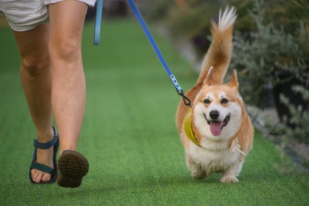 Corgi Race in Vilnius VILNIUS, LITHUANIA - AUGUST 15: Corgis and their owners gather at Vingis Park in Vilnius, Lithuania, on August 15, 2026, during the fifth annual Corgi Race Vilnius. Around 130 corgis from eight countries across Europe and the United States took part in the fifth annual Corgi Race Vilnius on Saturday, drawing thousands of spectators to Vingis Park as the Lithuanian capital again billed itself the European Corgi Capital . The event, which began during the pandemic as a friendly bet between two owners, now features sprint heats, a costume parade, a loudest-bark contest and new agility and run-return races. U.S. owners took first and second place in the main race, highlighting the growing international appeal of the fes Copyright: x2026xAnadoluxYauhenxYerchakx