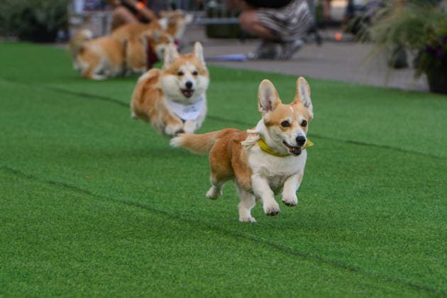 Corgi Race in Vilnius VILNIUS, LITHUANIA - AUGUST 15: Corgis and their owners gather at Vingis Park in Vilnius, Lithuania, on August 15, 2026, during the fifth annual Corgi Race Vilnius. Around 130 corgis from eight countries across Europe and the United States took part in the fifth annual Corgi Race Vilnius on Saturday, drawing thousands of spectators to Vingis Park as the Lithuanian capital again billed itself the European Corgi Capital . The event, which began during the pandemic as a friendly bet between two owners, now features sprint heats, a costume parade, a loudest-bark contest and new agility and run-return races. U.S. owners took first and second place in the main race, highlighting the growing international appeal of the fes Copyright: x2026xAnadoluxYauhenxYerchakx