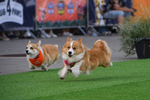 Corgi Race in Vilnius VILNIUS, LITHUANIA - AUGUST 15: Corgis and their owners gather at Vingis Park in Vilnius, Lithuania, on August 15, 2026, during the fifth annual Corgi Race Vilnius. Around 130 corgis from eight countries across Europe and the United States took part in the fifth annual Corgi Race Vilnius on Saturday, drawing thousands of spectators to Vingis Park as the Lithuanian capital again billed itself the European Corgi Capital . The event, which began during the pandemic as a friendly bet between two owners, now features sprint heats, a costume parade, a loudest-bark contest and new agility and run-return races. U.S. owners took first and second place in the main race, highlighting the growing international appeal of the fes Copyright: x2026xAnadoluxYauhenxYerchakx