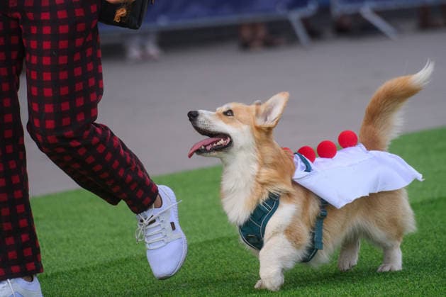 Corgi Race in Vilnius VILNIUS, LITHUANIA - AUGUST 15: Corgis and their owners gather at Vingis Park in Vilnius, Lithuania, on August 15, 2026, during the fifth annual Corgi Race Vilnius. Around 130 corgis from eight countries across Europe and the United States took part in the fifth annual Corgi Race Vilnius on Saturday, drawing thousands of spectators to Vingis Park as the Lithuanian capital again billed itself the European Corgi Capital . The event, which began during the pandemic as a friendly bet between two owners, now features sprint heats, a costume parade, a loudest-bark contest and new agility and run-return races. U.S. owners took first and second place in the main race, highlighting the growing international appeal of the fes Copyright: x2026xAnadoluxYauhenxYerchakx
