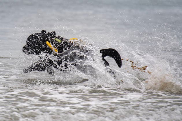French Rescue Dog Championship Marc ROLLMANN MAXPPP September 20, 2026 In Bréhec, in the Côtes d’Armor, the Chiens d’eau du Goëlo are hosting the French Water Rescue Championship. Fifteen dog-handler teams, having qualified for the finals, are competing in three obedience and rescue events, both on land and at sea. Ship towing, retrieving a drowning victim from the waves, and battling the current—all put the dog’s strength, obedience, and, above all, the bond between dog and handler to the test. Facing the elements, they are all driven by the same motivation: to save lives and serve others. Bréhec, France, September 20, 2026. In Bréhec, Côtes d’Armor, the Goëlo Water Dogs are hosting the French Water Rescue Championship. Fifteen handler-do Copyright: xMAXPPPxMarcxROLLMANNx MRL202609202367 MRL202609202360