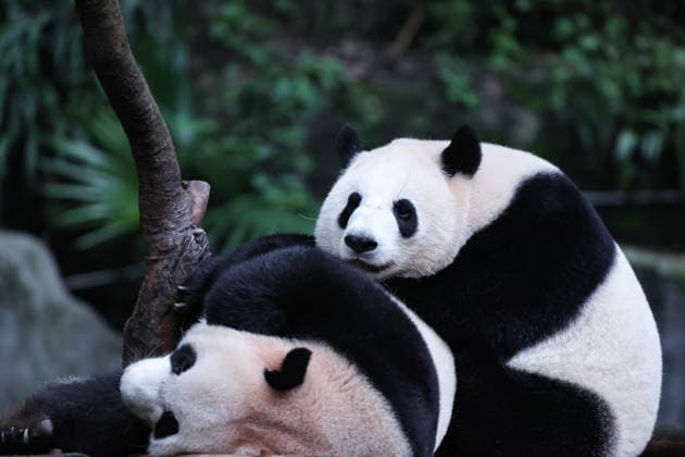 CHONGQING, CHINA - OCTOBER 05: Giant pandas Xi Xi and Qing Qing rest on a tree structure at Chongqing Zoo on October 5, 2026 in Chongqing, China. The pandas spent the National Day holiday interacting with enrichment items while visitors gathered to celebrate the occasion. Copyright: xVCGx 111671965462