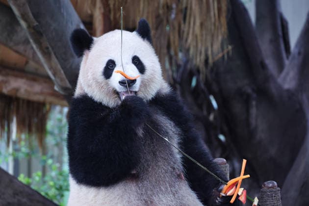 CHONGQING, CHINA - OCTOBER 05: Giant panda Mangzai plays with enrichment items including a skewer at Chongqing Zoo on October 5, 2026 in Chongqing, China. Citizens and tourists visited the zoo to celebrate the National Day holiday. Copyright: xVCGx 111671965452