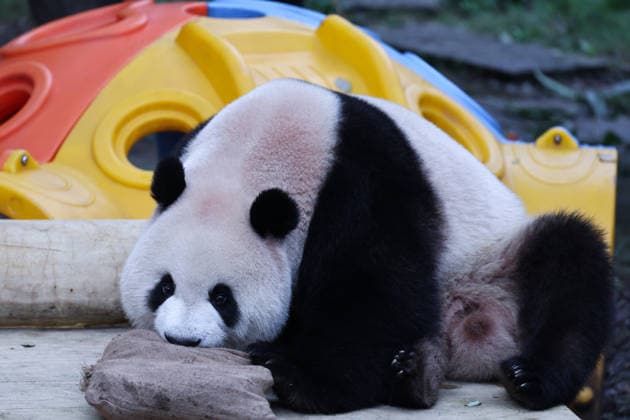 CHONGQING, CHINA - OCTOBER 05: Giant panda Mang Cancan enjoys food enrichment inside a sack on October 5, 2026 in Chongqing, China. The Chongqing Zoo attracted large crowds of visitors during the National Day holiday. Copyright: xVCGx 111671965453