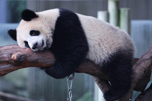 CHONGQING, CHINA - OCTOBER 05: Giant panda Wangshu rests on a tree structure at Chongqing Zoo on October 5, 2026 in Chongqing, China. The zoo attracted large crowds during the National Day holiday with special enrichment activities for the animals. Copyright: xVCGx 111671965455