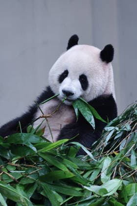 CHONGQING, CHINA - OCTOBER 05: Giant panda Mang Cancan eats bamboo at Chongqing Zoo on October 5, 2026 in Chongqing, China. The zoo attracted large crowds of visitors during the National Day holiday. Copyright: xVCGx 111671965450