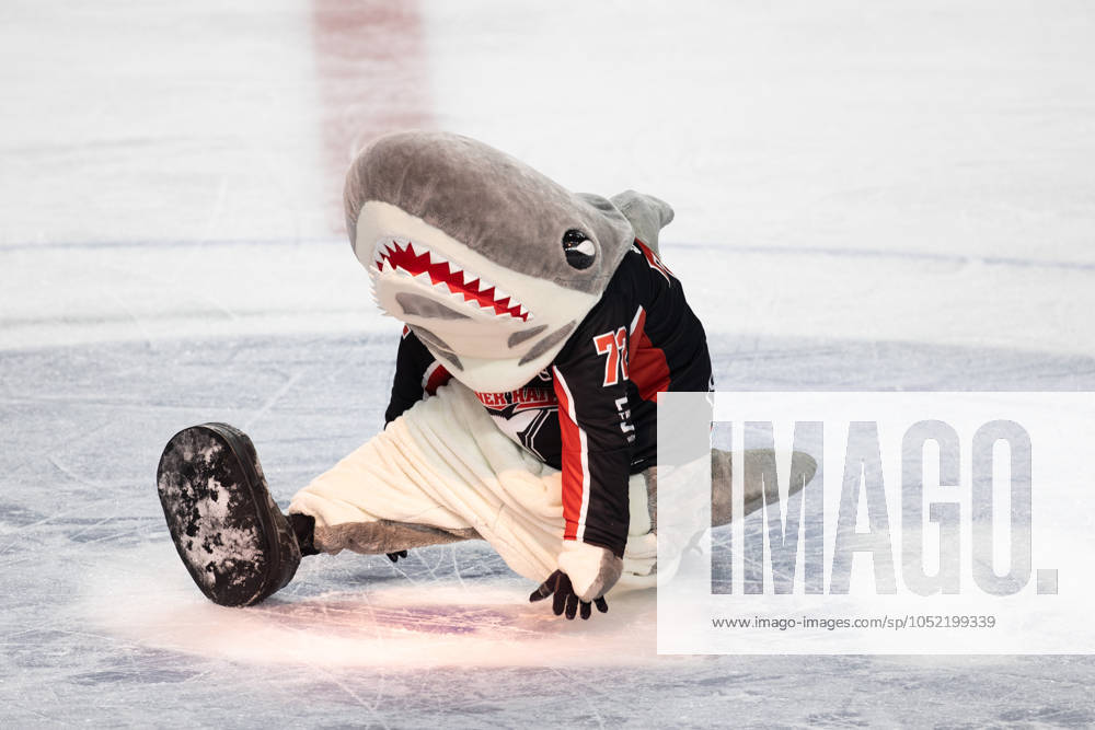 PENNY DEL 1; Kölner Haie - Schwenninger Wild Wings; Köln, 11.10.2024 Sharky; PENNY DEL 1; Kölner Haie - Schwenninger Wild Wings am 11.10.2024 in der Lanxess Arena in Köln (Deutschland).