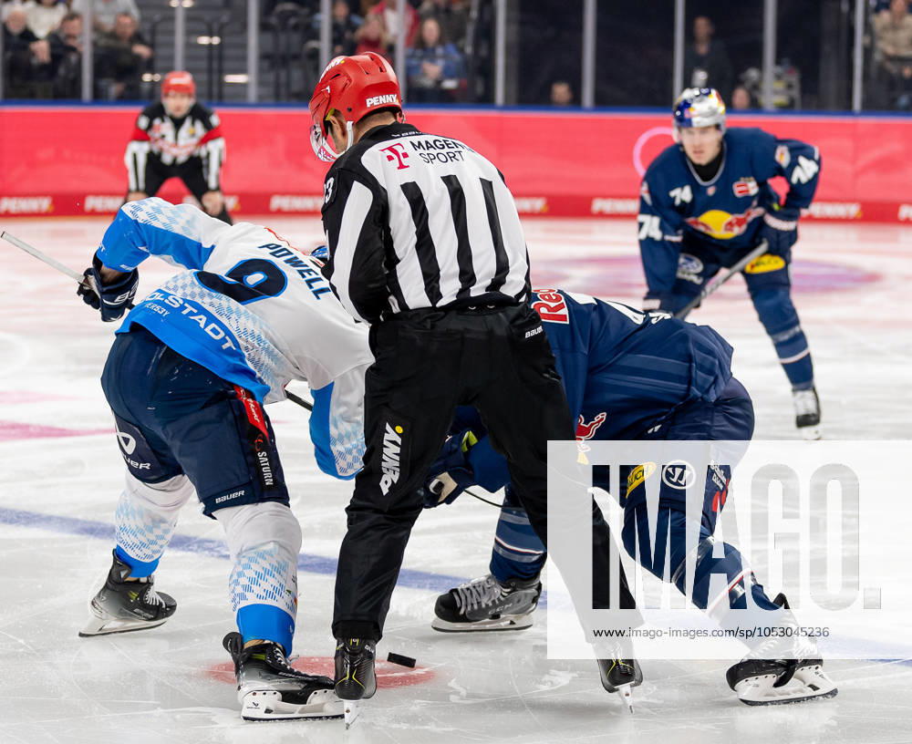 Linesperson David Tschirner fuehrt ein Bully aus zwischen Myles Powell (ERC Ingolstadt Panther, 9) und Ben Smith (EHC Red Bull Muenchen, 12). GER, EHC Red Bull Muenchen vs. ERC Ingolstadt Panther, Eishockey, DEL, 13. Spieltag, Saison 2024 2025, 27.10.2024. GER, EHC Red Bull Muenchen vs. ERC Ingolstadt Panther, Eishockey, DEL, 13. Spieltag, Saison 2024 2025, 27.10.2024. Muenchen