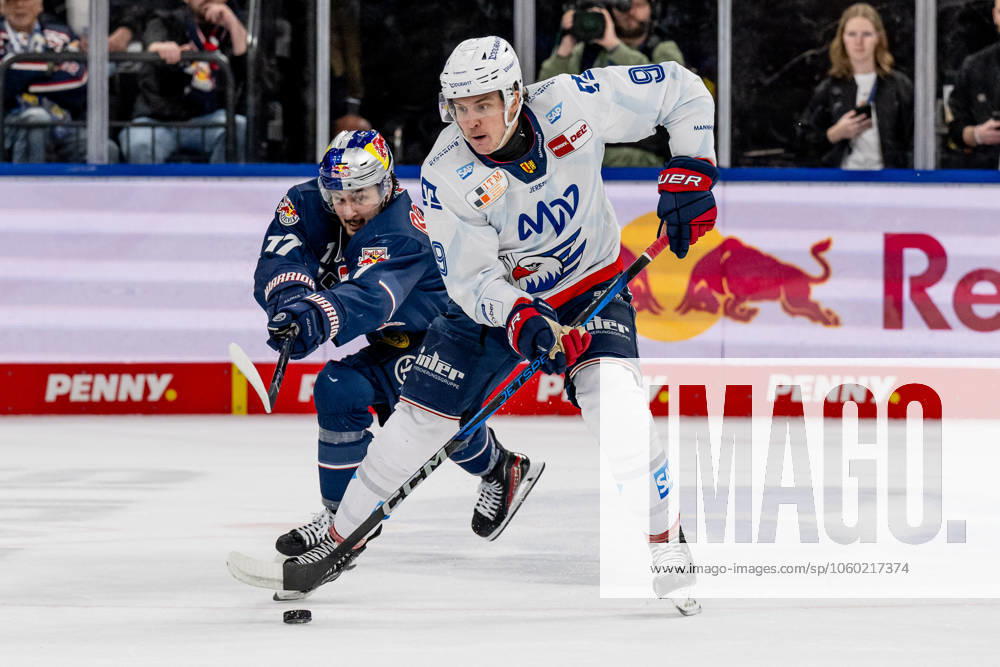 Kampf um den Puck Zweikampf zwischen Taro Hirose (EHC Red Bull Muenchen, 17) und Leon Gawanke (Adler Mannheim, 9). GER, EHC Red Bull Muenchen vs. Adler Mannheim, Eishockey, DEL, Playoffs, Viertelfinale Spiel 4, Saison 2024 2025, 23.03.2025. GER, EHC Red Bull Muenchen vs. Adler Mannheim, Eishockey, DEL, Playoffs, Viertelfinale Spiel 4, Saison 2024 2025, 23.03.2025. Muenchen