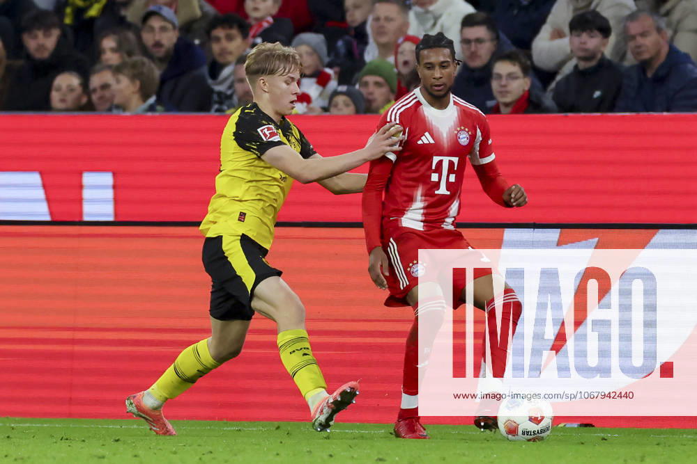 Daniel Svensson (Borussia Dortmund) und Michael Olise (FC Bayern Muenchen) kaempfen um den Ball, Bundesliga, FC Bayern München v Borussia Dortmund, Allianz Arena am 18. October 2025 in München, Deutschland. (Foto von Marco Steinbrenner DeFodi Images) Daniel Svensson (Borussia Dortmund) und Michael Olise (FC Bayern Muenchen) battle for the ball, Bundesliga, FC Bayern München v Borussia Dortmund, Allianz Arena, October 18, 2025 in München, Germany. (Photo by Marco Steinbrenner DeFodi Images) DFL regulations prohibit any use of photographs as image sequences and or quasi-video. Daniel Svensson Borussia Dortmund and Michael Olise FC Bayern Muenchen battle for the ball, Bundesliga, FC Bayern München v Borussia Dortmund, Allianz Arena, October 18, 2025 in Munich, Germany Photo by Marco Steinbrenner DeFodi Images Daniel Svensson Borussia Dortmund and Michael Olise FC Bayern Muenchen battle for the ball, Bundesliga, FC Bayern München v Borussia Dortmund, Allianz Arena, October 18, 2025 in München, Germany Photo by Marco Steinbrenner DeFodi Images DFL regulations prohibit any use of photographs as image sequences and or quasi video