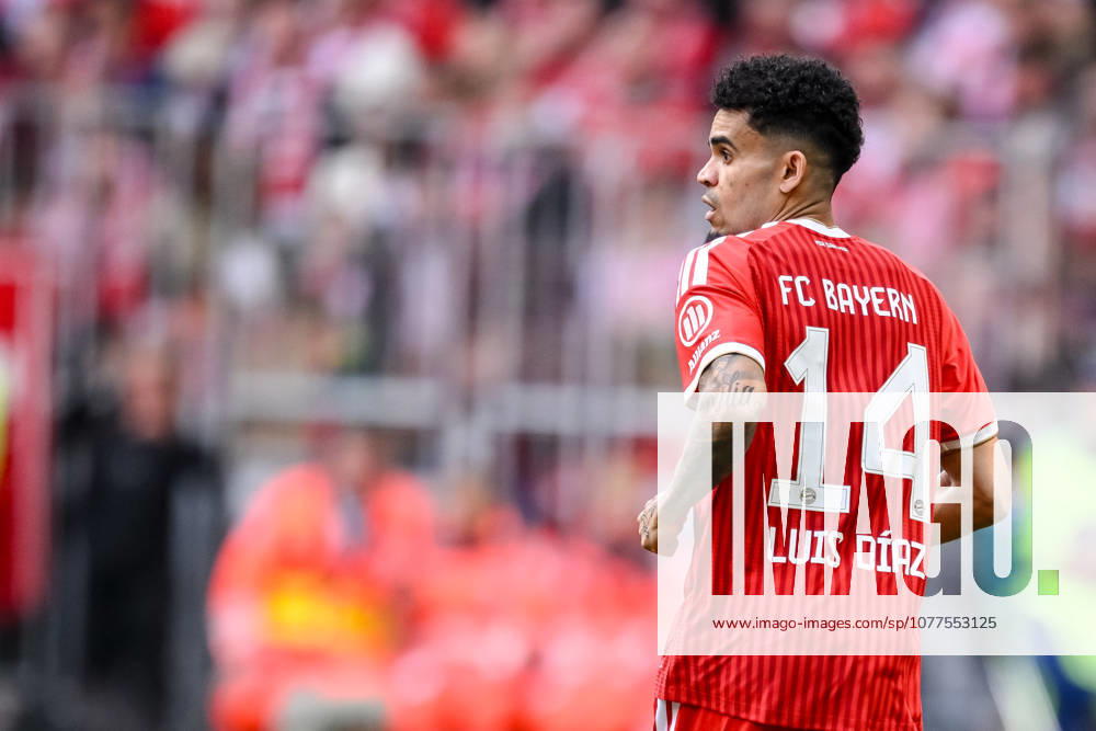 Luis Diaz (FC Bayern München) Schaut waehrend des spiels der Bundesliga zwischen FC Bayern München und 1. FC Köln, Allianz Arena am 16. May 2026 in München, Deutschland. (Foto von Harry Langer DeFodi Images) +++ Luis Diaz (FC Bayern München) Looks on during the Bundesliga match between FC Bayern München and 1. FC Köln at Allianz Arena on May 16, 2026 in München, Germany. (Photo by Harry Langer DeFodi Images) DFL regulations prohibit any use of photographs as image sequences and or quasi-video. (Photo by Harry Langer DeFodi Images) DFL regulations prohibit any use of photographs as image sequences and or quasi-video. -