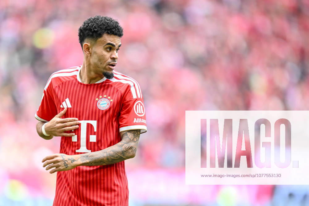 Luis Diaz (FC Bayern München) Schaut waehrend des spiels der Bundesliga zwischen FC Bayern München und 1. FC Köln, Allianz Arena am 16. May 2026 in München, Deutschland. (Foto von Harry Langer DeFodi Images) +++ Luis Diaz (FC Bayern München) Looks on during the Bundesliga match between FC Bayern München and 1. FC Köln at Allianz Arena on May 16, 2026 in München, Germany. (Photo by Harry Langer DeFodi Images) DFL regulations prohibit any use of photographs as image sequences and or quasi-video. (Photo by Harry Langer DeFodi Images) DFL regulations prohibit any use of photographs as image sequences and or quasi-video. -
