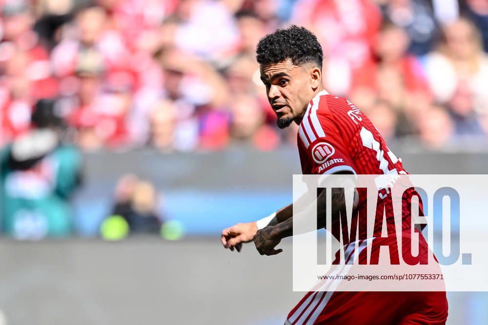 Luis Diaz (FC Bayern München) Schaut waehrend des spiels der Bundesliga zwischen FC Bayern München und 1. FC Köln, Allianz Arena am 16. May 2026 in München, Deutschland. (Foto von Harry Langer DeFodi Images) +++ Luis Diaz (FC Bayern München) Looks on during the Bundesliga match between FC Bayern München and 1. FC Köln at Allianz Arena on May 16, 2026 in München, Germany. (Photo by Harry Langer DeFodi Images) DFL regulations prohibit any use of photographs as image sequences and or quasi-video. (Photo by Harry Langer DeFodi Images) DFL regulations prohibit any use of photographs as image sequences and or quasi-video. -