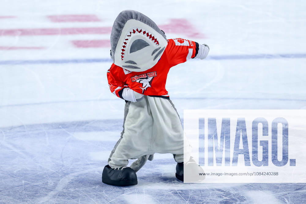 Eishockey, CHL, Kölner Haie - Blue Fox Herning, Champions Hockey League 2026 27, 5. Spieltag, Saison 2026 27, Lanxess-Arena Köln: Maskottchen Sharky tanzend auf dem Eis Nordrhein-Westfalen Deutschland