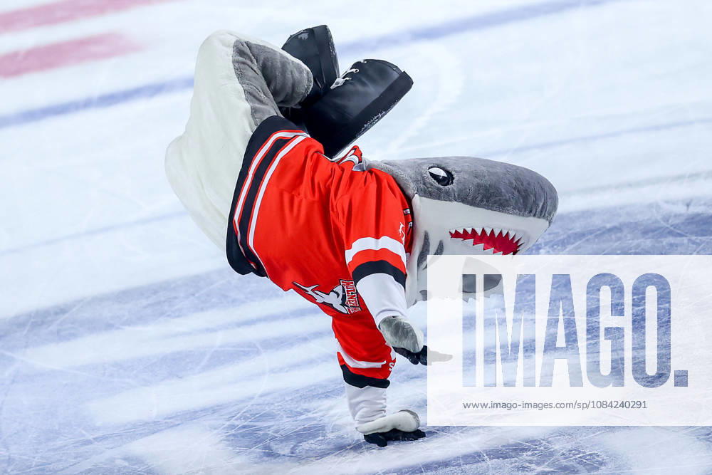 Eishockey, CHL, Kölner Haie - Blue Fox Herning, Champions Hockey League 2026 27, 5. Spieltag, Saison 2026 27, Lanxess-Arena Köln: Maskottchen Sharky tanzend auf dem Eis Nordrhein-Westfalen Deutschland