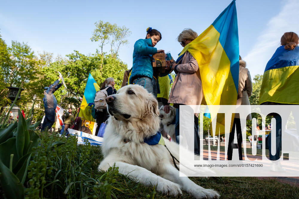 Belarusian opposition leader Sviatlana Tsikhanouskaya attends Ukraine protest A canine supporter of Ukraine makes himself at home during a rally at the White House against Russia s war in Ukraine. The Belarusian community in the Washington, DC metro area joined US Ukrainian Activists daily protest at the White House to show their support. Both countries currently suffer at the hands of Russian President Vladimir Putin: Ukraine is under attack, and Belarus is led by Putin puppet Alexander Lukashenko. Washington DC United States