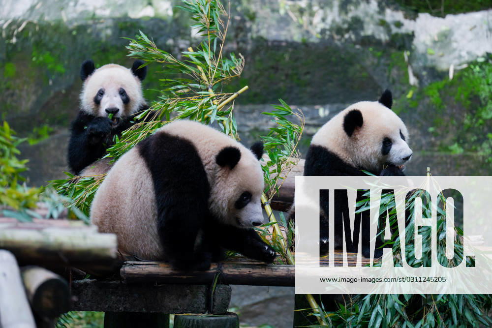 Giant pandas eat bamboo at Chongqing Zoo on October 29, 2023 in Chongqing, China.