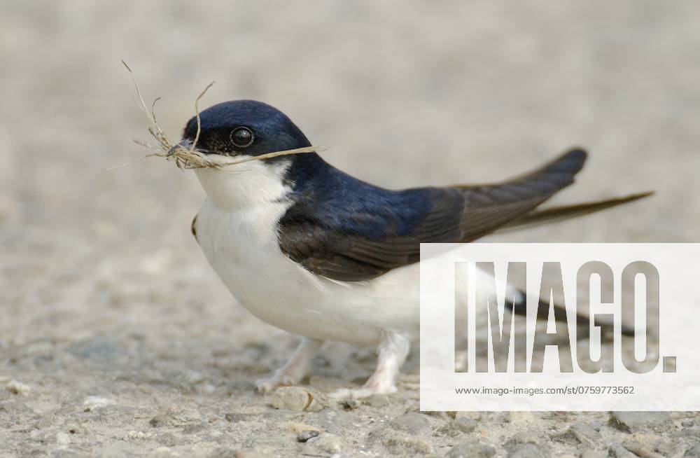 Huiszwaluw, Common House Martin, Delichon urbicum Huiszwaluw verzameld nestmateriaal; Common House Martin collecting nest material dordrecht dordtse biesbosch Zuid-holland Netherlands