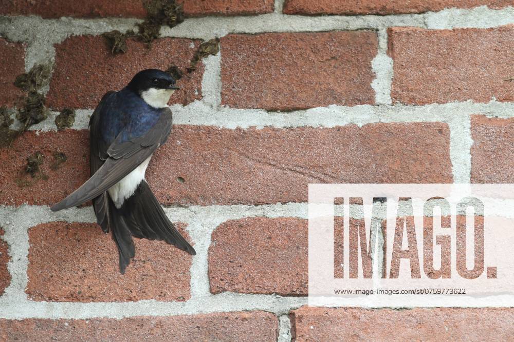 Huiszwaluw, House Martin, Delichon urbicum Huiszwaluw bouwt nest onder dakrand; House Martin building nest under roof