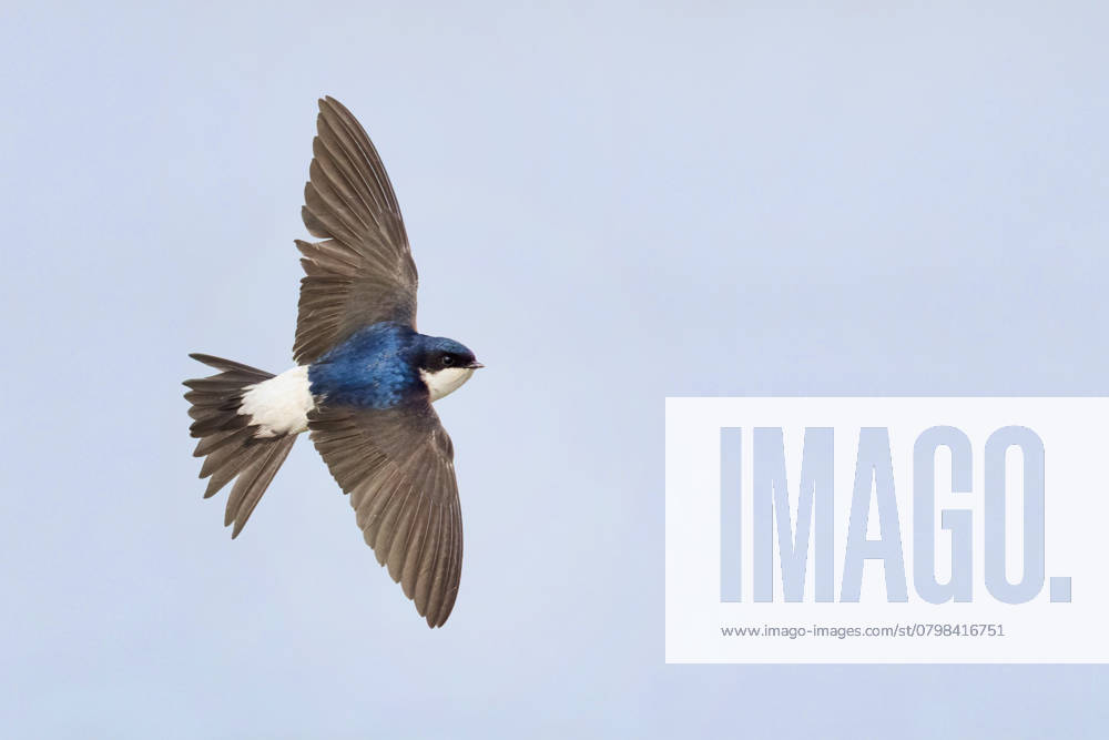Mehlschwalbe, Mehl-Schwalbe (Delichon urbica, Delichon urbicum), im Flug von oben, Italien, Campania common house martin (Delichon urbica, Delichon urbicum), adult in flight showing upperparts, Italy, Campania BLWS722883