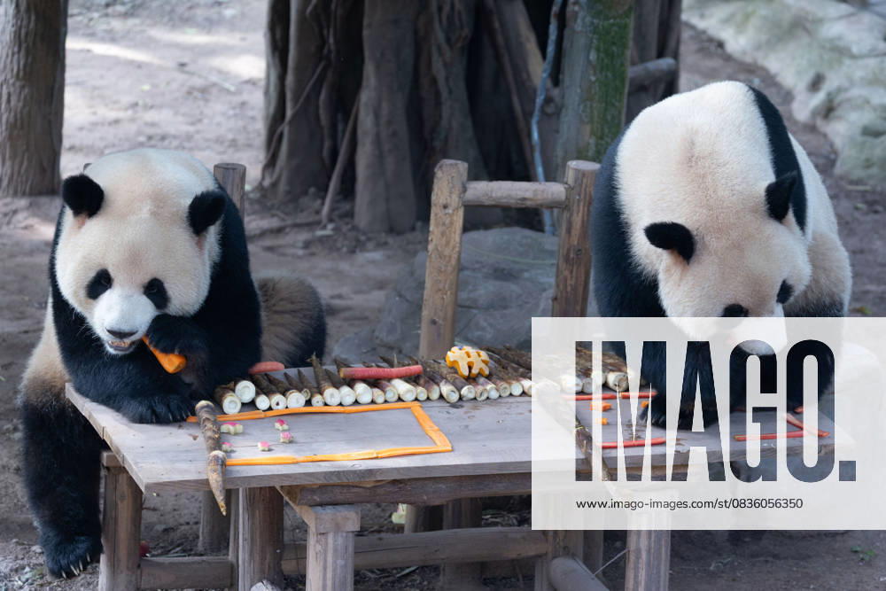 Giant pandas Xingxing and Chenchen enjoy the special treats to celebrate the National Day at Chongqing Zoo on October 1, 2025 in Chongqing, China.
