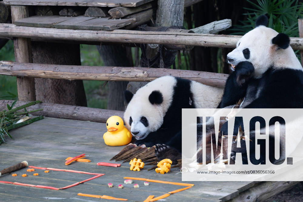 Giant pandas Hao Qi and Qi Ying enjoy the special treats to celebrate the National Day at Chongqing Zoo on October 1, 2025 in Chongqing, China.