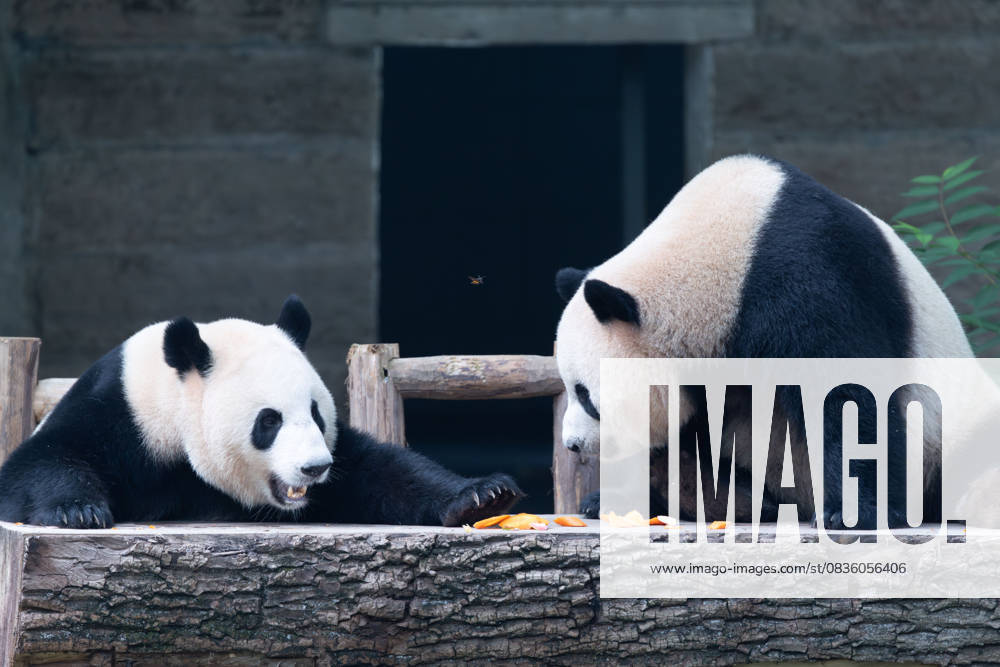 Giant pandas Xi Xi and Qing Qing enjoy the special treats to celebrate the National Day at Chongqing Zoo on October 1, 2025 in Chongqing, China.