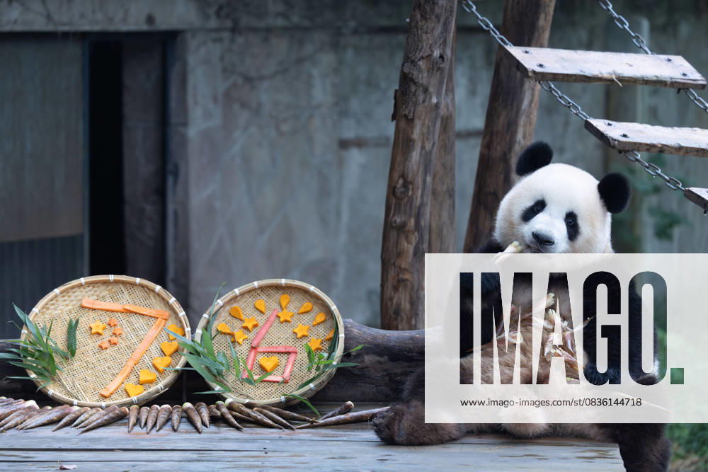 Giant panda Mang Cancan enjoys the special treats to celebrate the National Day at Chongqing Zoo on October 2, 2025 in Chongqing, China.