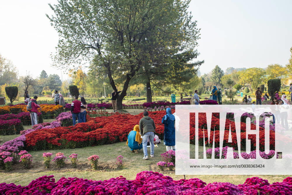 People take pictures inside the newly opened Chrysanthemum Garden in Srinagar. Surrounded by a vibrant display of hundreds of blooming varieties, the garden has begun captivating visitors and nature lovers amid the autumn season. The government-backed initiative aims to boost tourism in the Himalayan region, badly hit after the deadly Pahalgam attack that killed 26 Indian Hindu tourists. The colorful garden adds fresh charm to the citys scenic landscape and underscores efforts to promote eco-tourism in Jammu and Kashmir. Srinagar India - ZUMAs197 20251028_aaa_s197_006