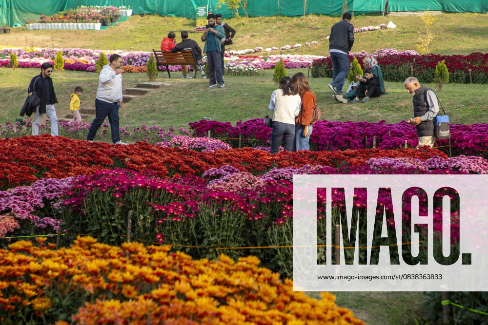 People stroll through the newly opened Chrysanthemum Garden at the Botanical Garden in Srinagar. Surrounded by a vibrant display of hundreds of blooming varieties, the garden has begun captivating visitors and nature lovers amid the autumn season. The government-backed initiative aims to boost tourism in the Himalayan region, badly hit after the deadly Pahalgam attack that killed 26 Indian Hindu tourists. The colorful garden adds fresh charm to the citys scenic landscape and underscores efforts to promote eco-tourism in Jammu and Kashmir. Srinagar India - ZUMAs197 20251028_aaa_s197_008