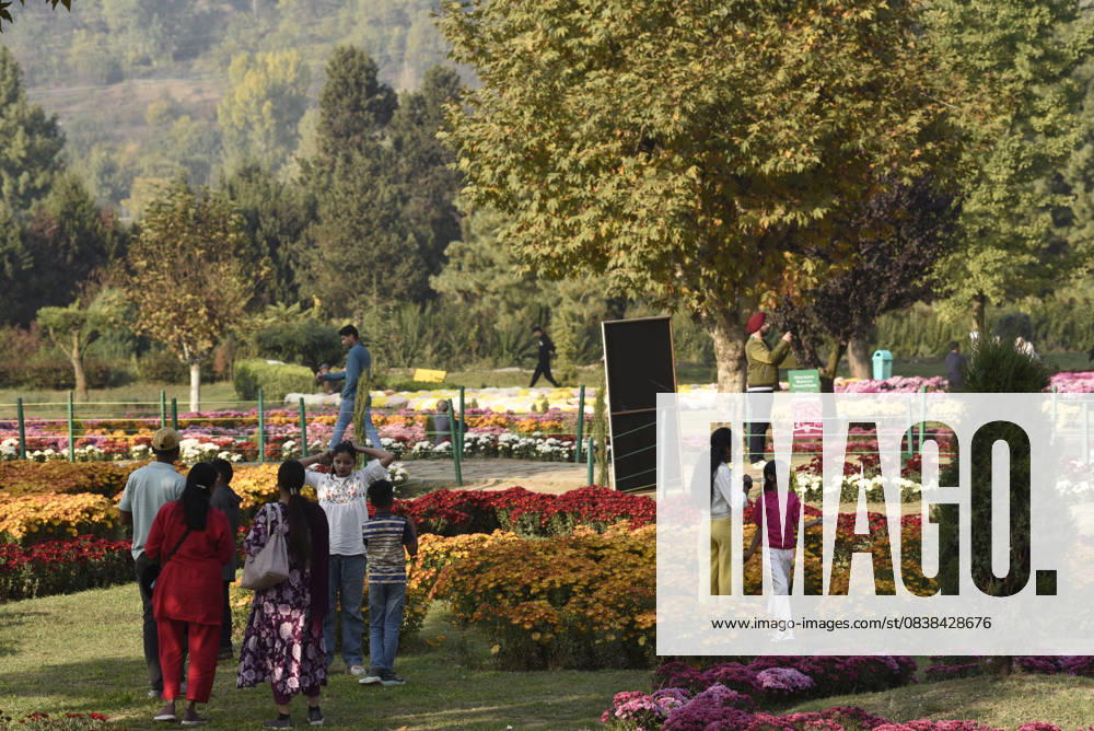 People stroll through the newly opened Chrysanthemum Garden at the Botanical Garden in Srinagar. The Chrysanthemum Garden in Srinagar, showcasing hundreds of blooming varieties, has begun drawing visitors and nature lovers amid the autumn season. The government-backed initiative aims to revive tourism in the Himalayan region following the deadly Pahalgam attack that claimed 26 lives. The vibrant display adds renewed charm to the city s landscape and highlights ongoing efforts to promote eco-tourism in Jammu and Kashmir. Srinagar India - ZUMAz120 20251027_zip_z120_025