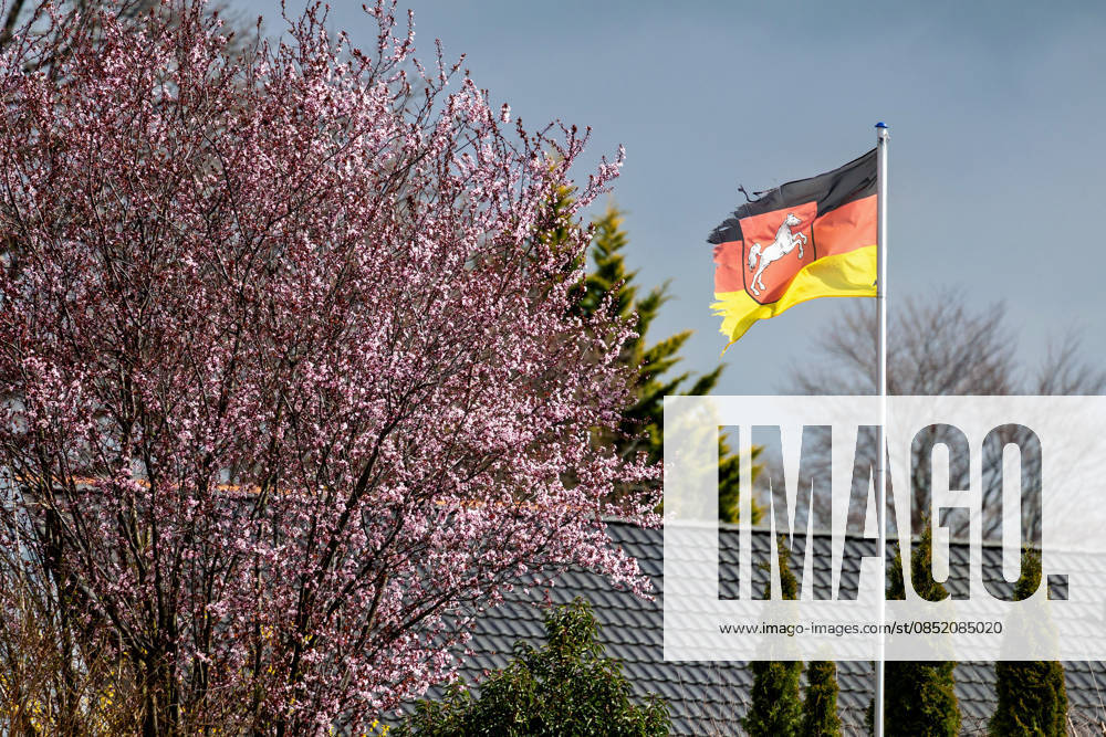 Blick auf eine so genannte Blutpflaume, die in Liebenburg im Landkreis Goslar in Niedersachsen in voller Blüte steht. Dahinter weht an einem Mast vor einem Haus eine Deutschlandfahne mit dem Wappen von Niedersachsen. Liebenburg Niedersachsen Deutschland