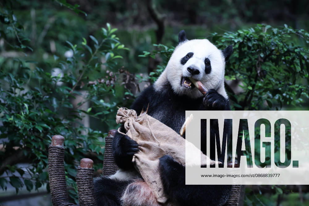Giant panda Xi Xi searches for bamboo shoots in a sack at Chongqing Zoo on October 6, 2026 in Chongqing, China. Giant pandas played and ate special meals to celebrate the National Day holiday alongside visitors.