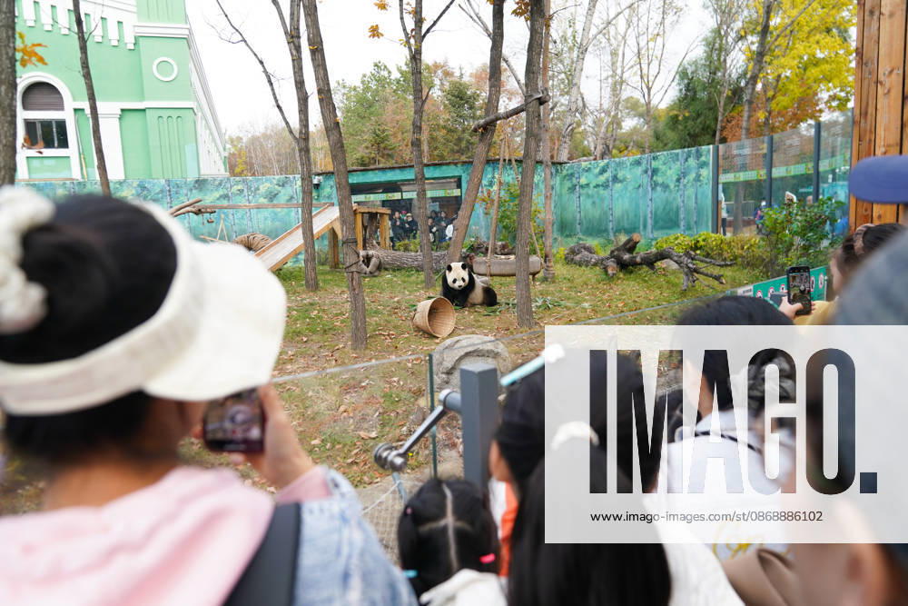Tourists take photos of giant panda Zhishi at the Sun Island Giant Panda Pavilion on October 7, 2026 in Harbin, Heilongjiang Province of China. The pavilion remained popular with visitors on the final day of the National Day holiday.