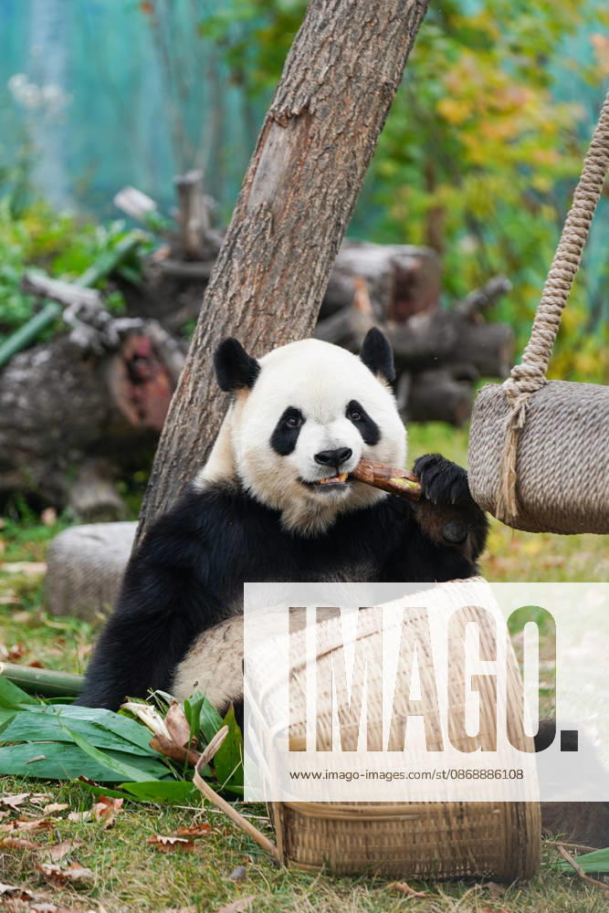 Giant panda Zhishi enjoys food at the Sun Island Giant Panda Pavilion on October 7, 2026 in Harbin, Heilongjiang Province of China. The pavilion remained popular with visitors on the final day of the National Day holiday.